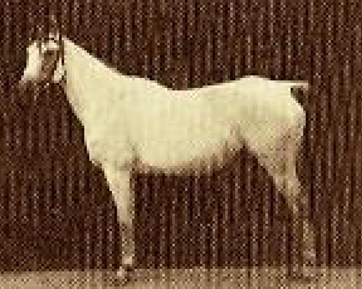 broodmare Bint Obeya 1912 RAS (Arabian purebred, 1912, from El Halabi RAS)