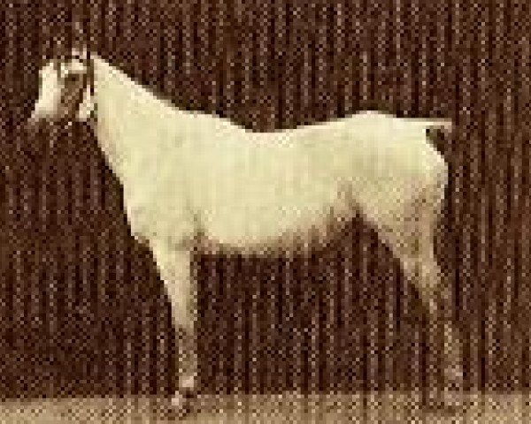 Zuchtstute Bint Obeya 1912 RAS (Vollblutaraber, 1912, von El Halabi RAS)