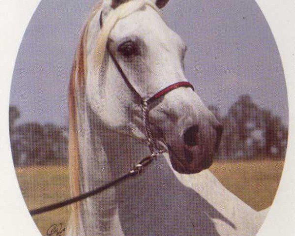 broodmare Anchor Hill Hamla 1966 ox (Arabian purebred, 1966, from Hadbah 1957 ox)