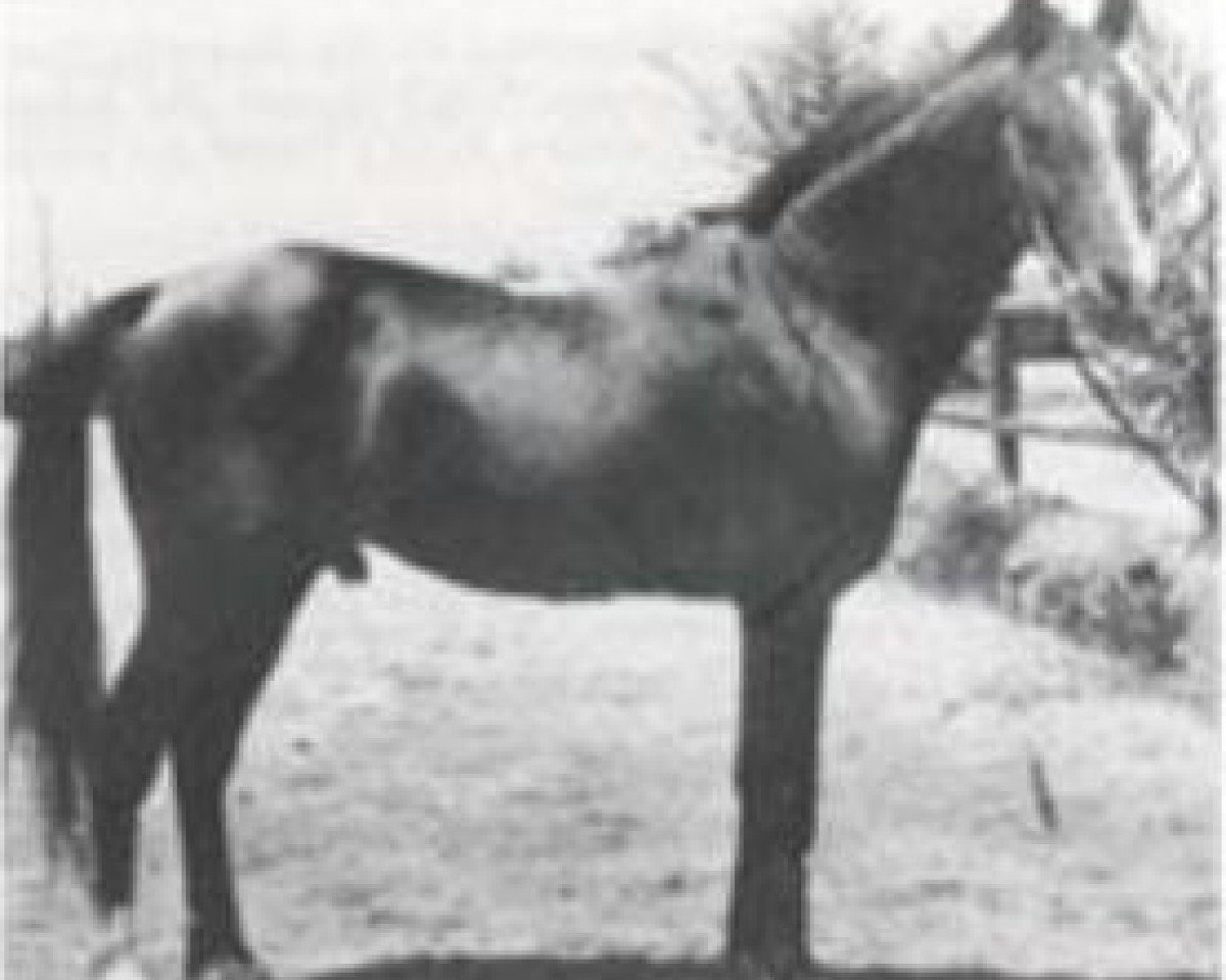 stallion Mashaan 1925 O.A. (Arabian purebred, 1925)
