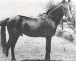 Deckhengst Mashaan 1925 O.A. (Vollblutaraber, 1925)
