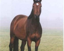 broodmare Matcho's Girl O (Hanoverian, 1992, from Matcho AA)