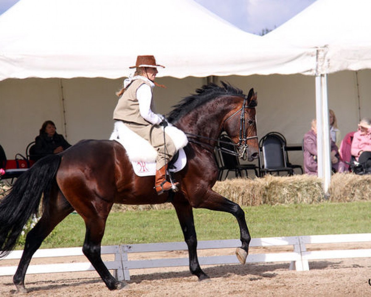 Deckhengst World Diamond O (Hannoveraner, 1998, von White Star)