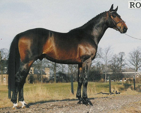 Deckhengst Velcome Fontaine (Selle Français, 1987, von Alme) Deckhengst Velcome Fontaine (Selle Français, 1987, von Alme)