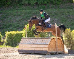 broodmare Rocafina (Westphalian, 2014, from Rock For You 2)