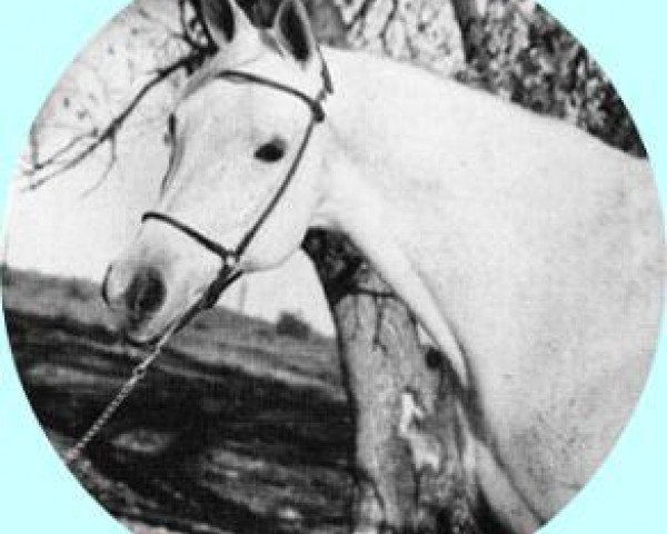 broodmare Ansata Bint Nazeer 1960 EAO (Arabian purebred, 1960, from Nazeer 1934 RAS) broodmare Ansata Bint Nazeer 1960 EAO (Arabian purebred, 1960, from Nazeer 1934 RAS)