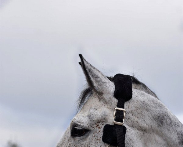 Springpferd Corusan (Deutsches Sportpferd, 2015, von Christian 25) Springpferd Corusan (Deutsches Sportpferd, 2015, von Christian 25)