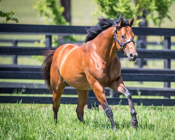stallion Prague xx (Thoroughbred, 2017, from Redoute's Choice xx)