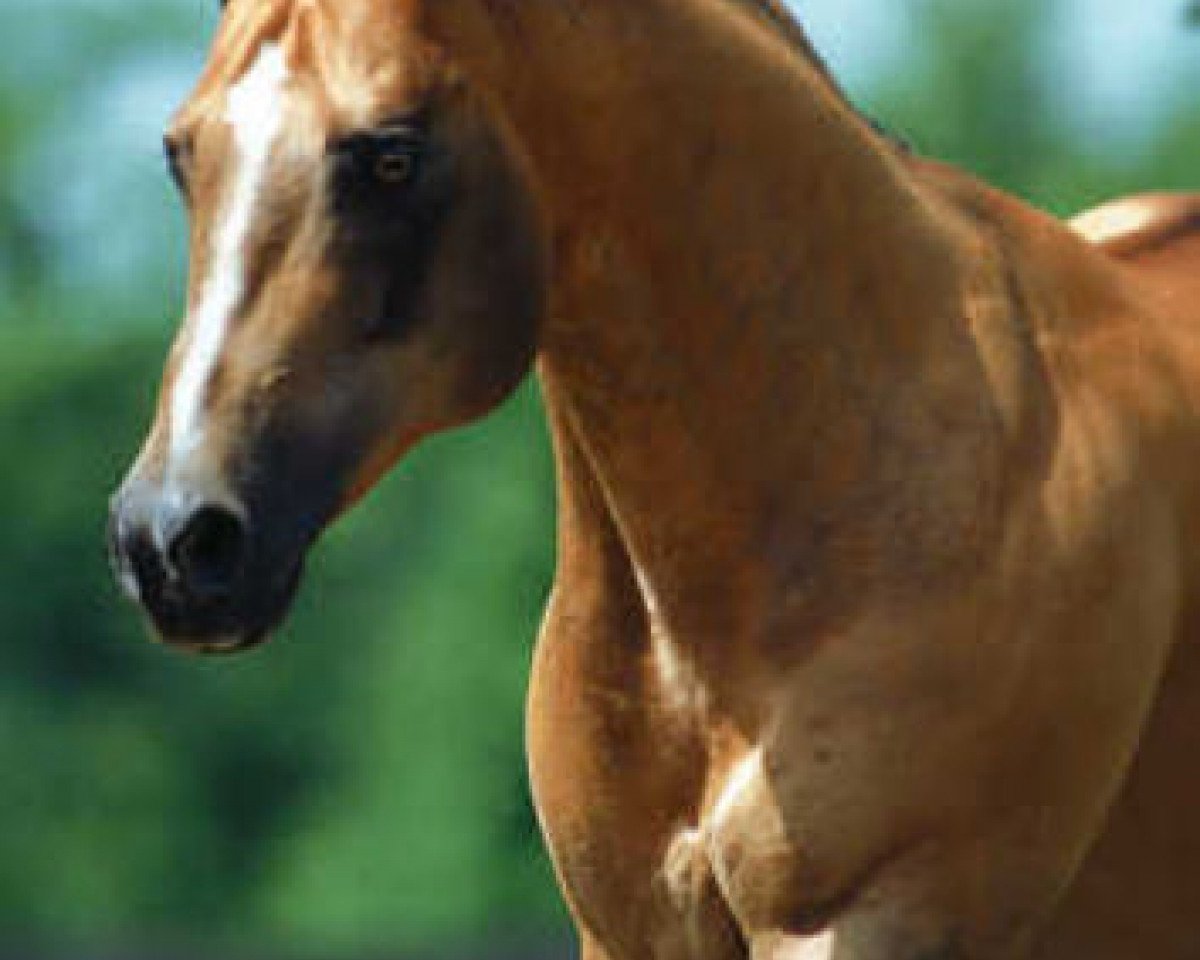 Deckhengst Fritz Power (Quarter Horse, 1985, von Fritz Command)