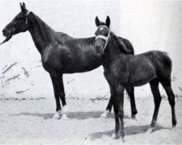 broodmare Khafifa 1925 RAS (Arabian purebred, 1925, from Ibn Samhan 1919 RAS)
