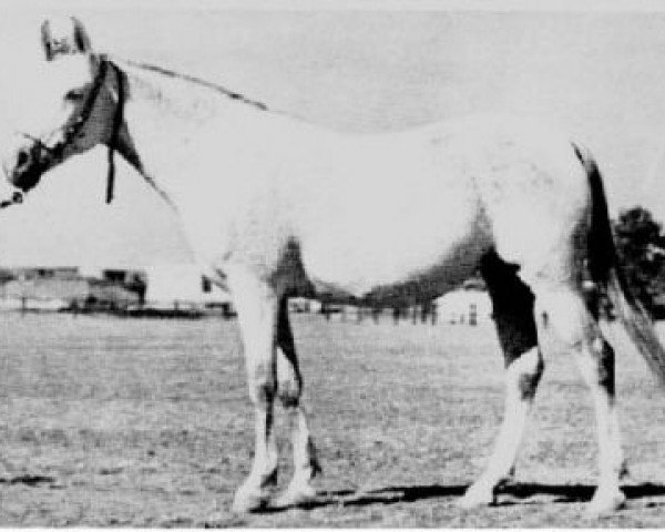 broodmare Bint Dalal 1926 ox (Arabian purebred, 1926, from Hamran 1915 EAO)