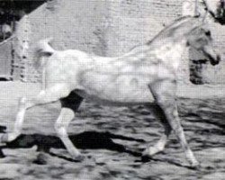 broodmare Bint Yosreia 1959 ox (Arabian purebred, 1959, from Hamdan 1936 RAS)