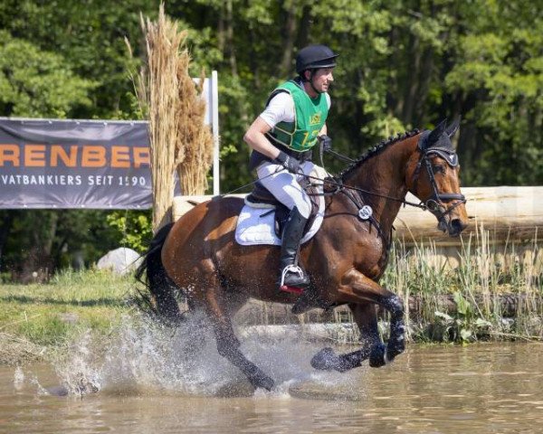 jumper Queeny 88 (Oldenburg, 2010, from Quattro B)