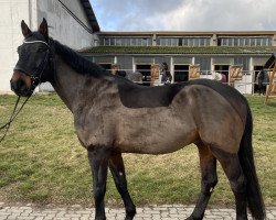 Springpferd Castro 65 (Anglo Europäisches Sportpferd, 2014, von Fidel)