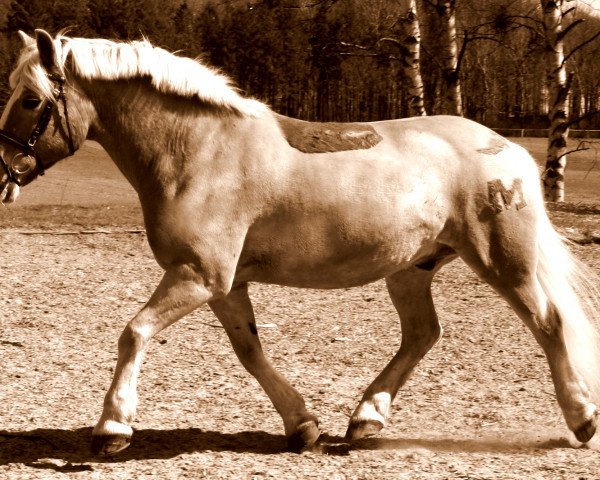 horse Marko 150 (Haflinger, 1988, from Mithras)