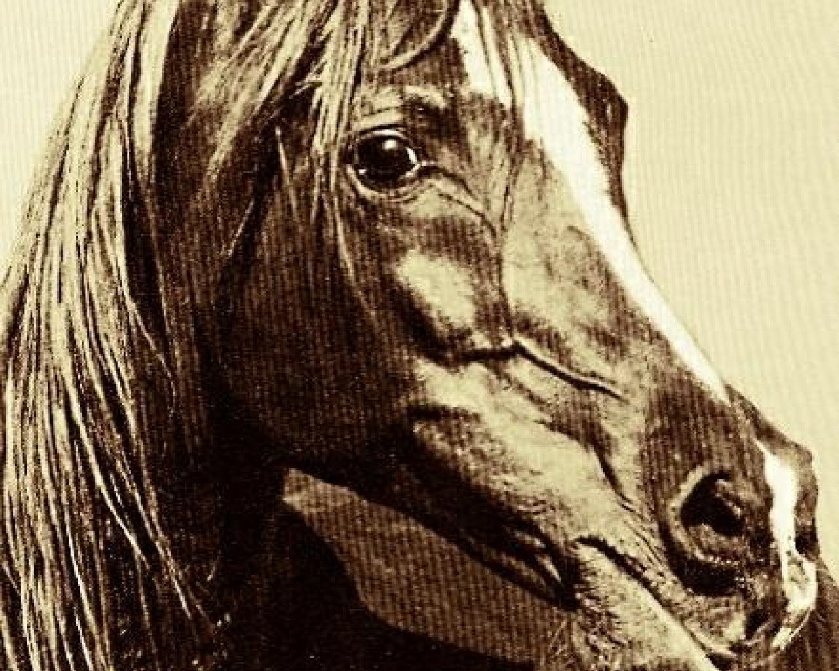 stallion Alaa El Din 1956 EAO (Arabian purebred, 1956, from Nazeer 1934 RAS)