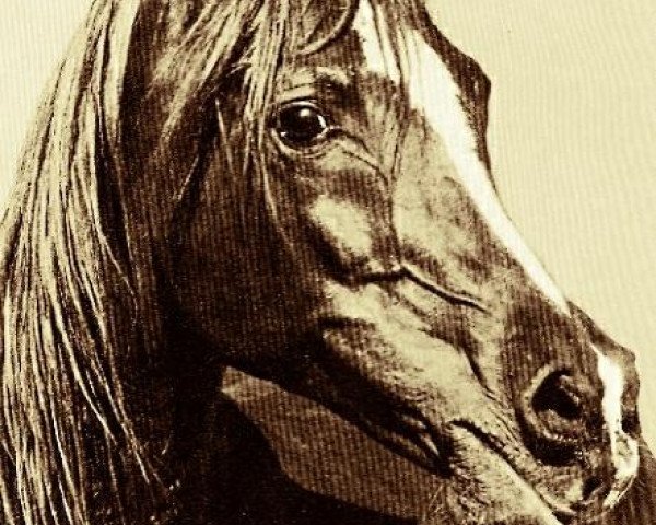 stallion Alaa El Din 1956 EAO (Arabian purebred, 1956, from Nazeer 1934 RAS)