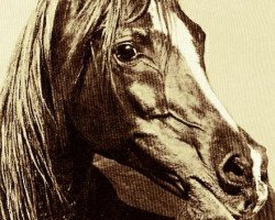 stallion Alaa El Din 1956 EAO (Arabian purebred, 1956, from Nazeer 1934 RAS)