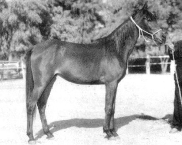 broodmare Rawayeh 1965 EAO (Arabian purebred, 1965, from Alaa El Din 1956 EAO)