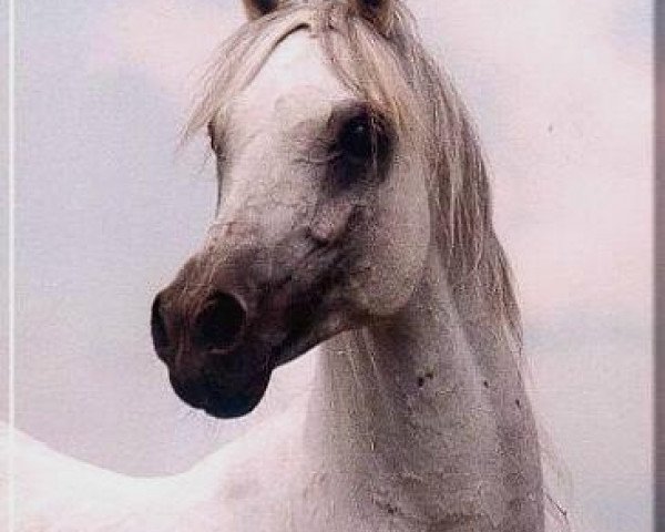 stallion Ibn Bint Inas 1985 EAO (Arabian purebred, 1985, from Ansata Halim Shah ox)