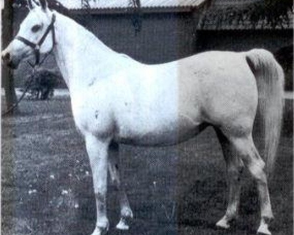broodmare Bint Inas 1968 EAO (Arabian purebred, 1968, from Gassir 1941 RAS)