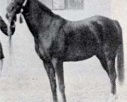 broodmare Nadra el Saghira RAS (Arabian purebred, 1910, from Samhan 1906 RAS)