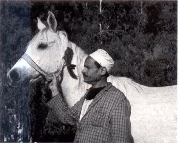 broodmare Inas 1961 EAO (Arabian purebred, 1961, from Morafic 1956 EAO)