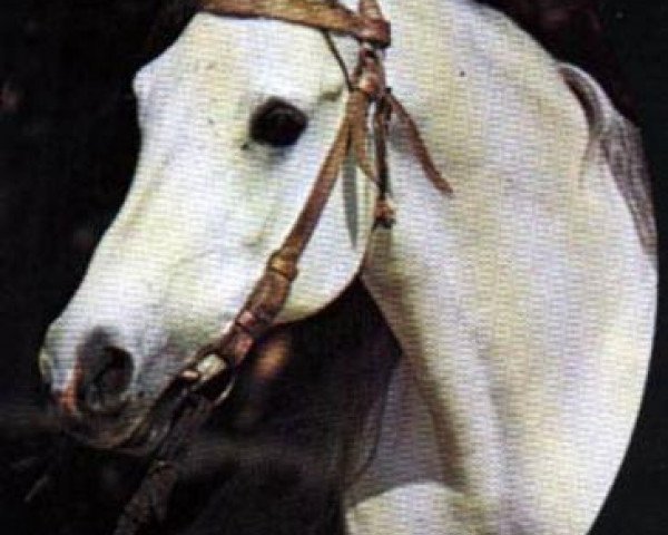 stallion Aseel 1967 EAO (Arabian purebred, 1967, from Sameh 1945 RAS)