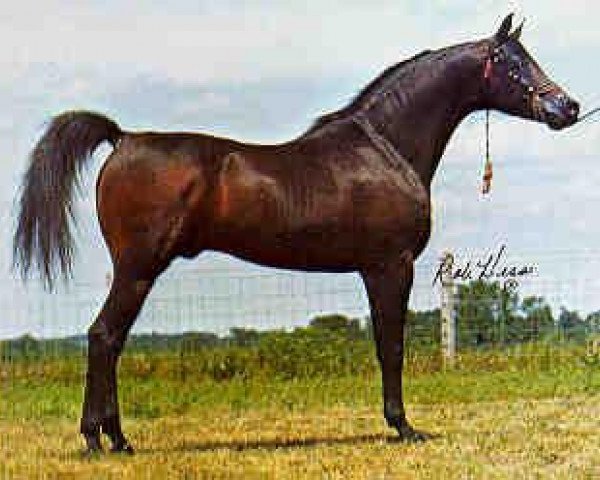 Deckhengst El Mareekh 1975 EAO (Vollblutaraber, 1975, von Aseel 1967 EAO)