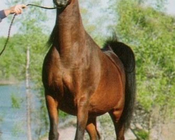 broodmare Bint Deenaa 1979 ox (Arabian purebred, 1979, from Ansata Ibn Halima 1958 EAO)