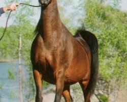 broodmare Bint Deenaa 1979 ox (Arabian purebred, 1979, from Ansata Ibn Halima 1958 EAO)