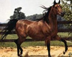 broodmare Deenaa 1967 EAO (Arabian purebred, 1967, from Sameh 1945 RAS)