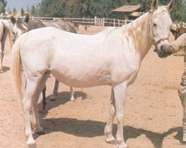broodmare Dahma II 1950 RAS (Arabian purebred, 1950, from Nazeer 1934 RAS)