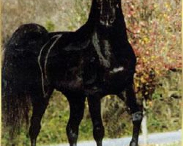 stallion Tcheser Billa Bay 1991 ox (Arabian purebred, 1991, from Anaza Bay Shahh 1986 EAO)
