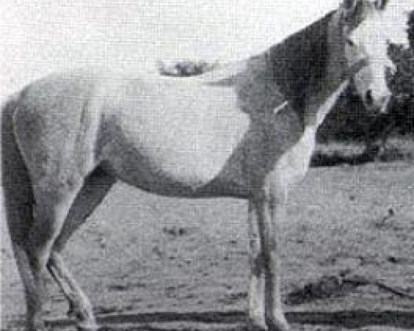 broodmare Radia 1904 RAS (Arabian purebred, 1904, from Feysul 1894 RAS)