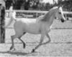 broodmare Zaafarana 1946 RAS (Arabian purebred, 1946, from Balance RAS)