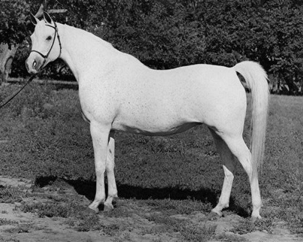 broodmare Ansata Bint Zaafarana 1958 EAO (Arabian purebred, 1958, from Nazeer 1934 RAS)