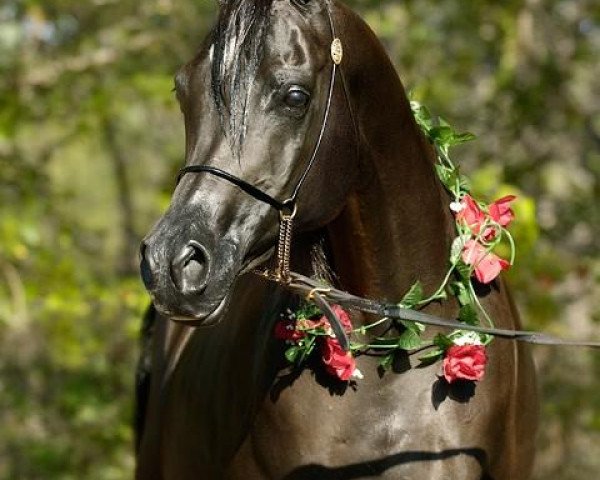 broodmare Rhapsody in Black 1994 ox (Arabian purebred, 1994, from Thee Desperado 1989 EAO)