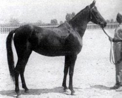 broodmare Salwa 1939 RAS (Arabian purebred, 1939, from Ibn Rabdan 1917 RAS)