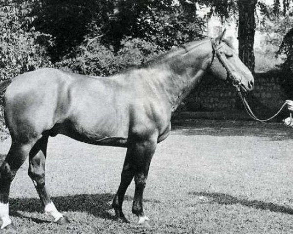 Deckhengst Mersebourg (Anglo-Normanne, 1956, von Gagne Si Peu AN)