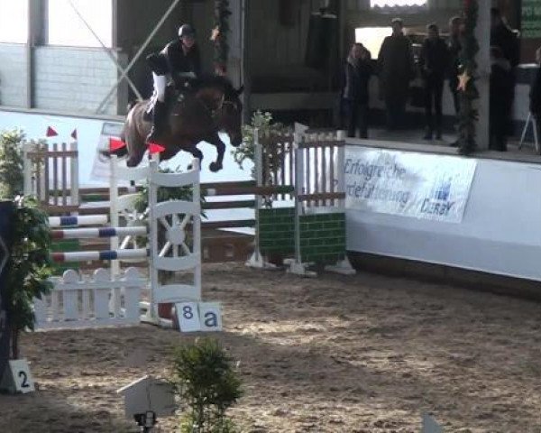 broodmare Widjojo (KWPN (Royal Dutch Sporthorse), 2003, from Cavalier)