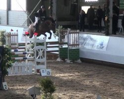 broodmare Widjojo (KWPN (Royal Dutch Sporthorse), 2003, from Cavalier)