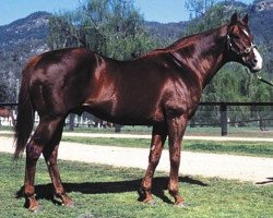 stallion Vain xx (Thoroughbred, 1966, from Wilkes xx)