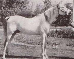 stallion Nasralla 1956 RAS (Arabian purebred, 1956, from Balance RAS)