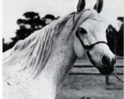 broodmare Bint Mouna 1958 EAO (Arabian purebred, 1958, from Nazeer 1934 RAS)