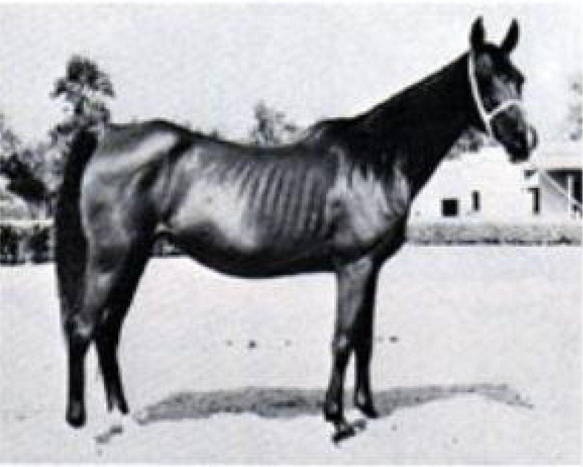 broodmare Yashmak 1941 RAS (Arabian purebred, 1941, from Sheikh el Arab 1933 RAS)