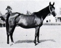 broodmare Yashmak 1941 RAS (Arabian purebred, 1941, from Sheikh el Arab 1933 RAS)