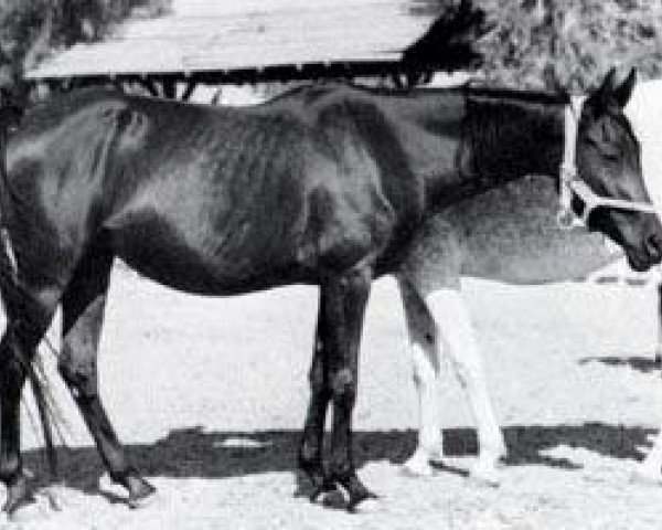 broodmare Rahma 1951 RAS (Arabian purebred, 1951, from Mashhour 1941 RAS)