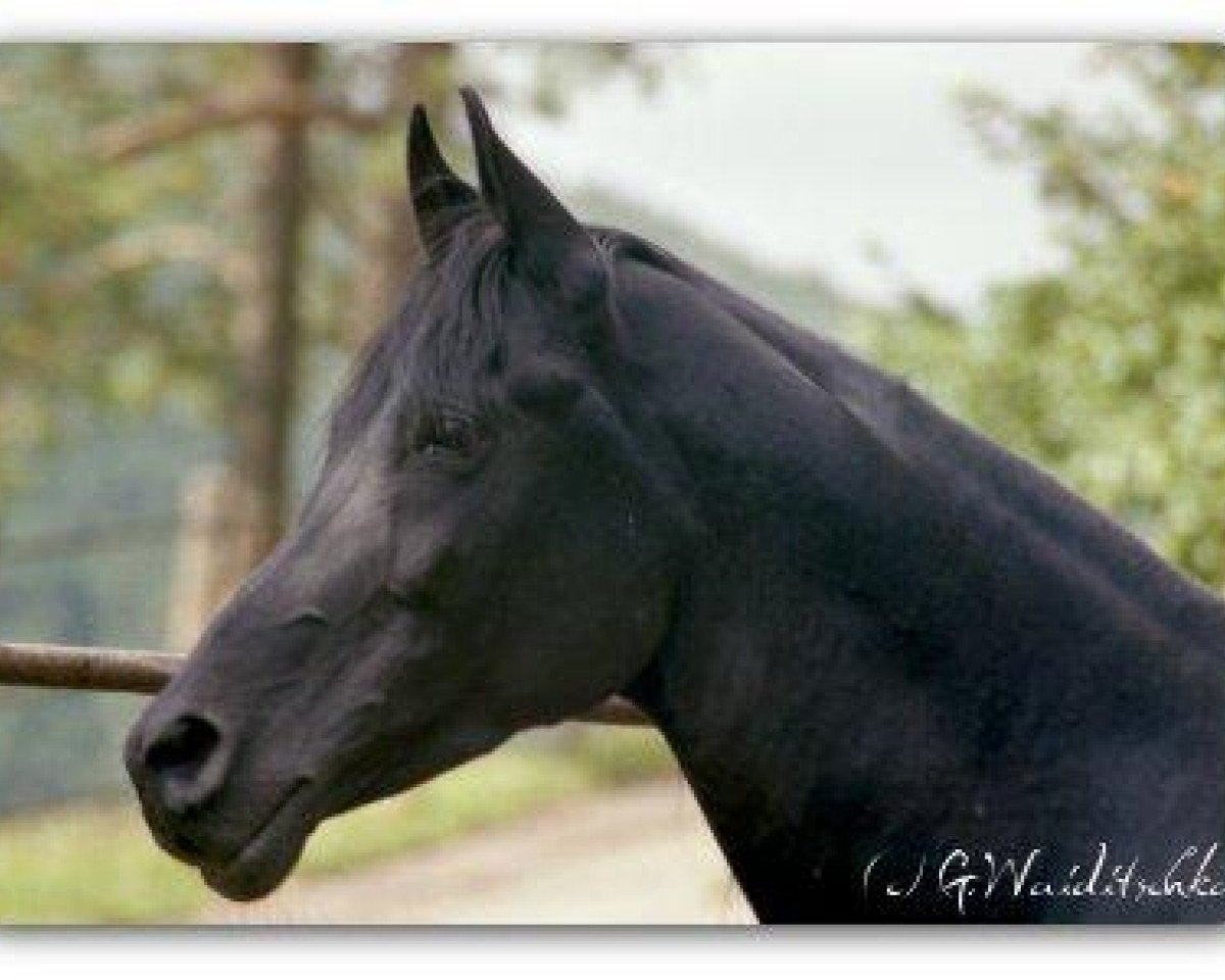 stallion Gharib ox (Arabian purebred, 1965, from Anter 1946 EAO)