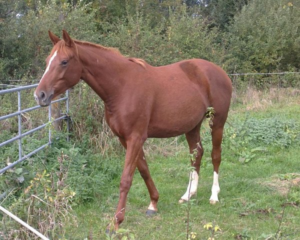 horse Sunsee Ahray (German Warmblood, 2010, from Sommertraum)